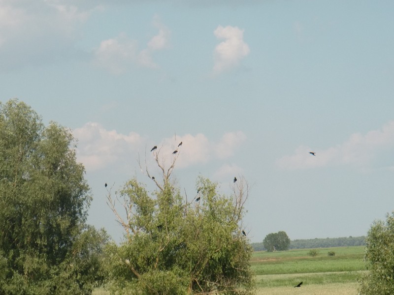 CIMG1164 Blackbirds in Delta