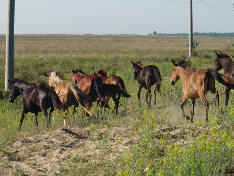 CIMG1332 Wild Horses N of Sfantu Gheorghe