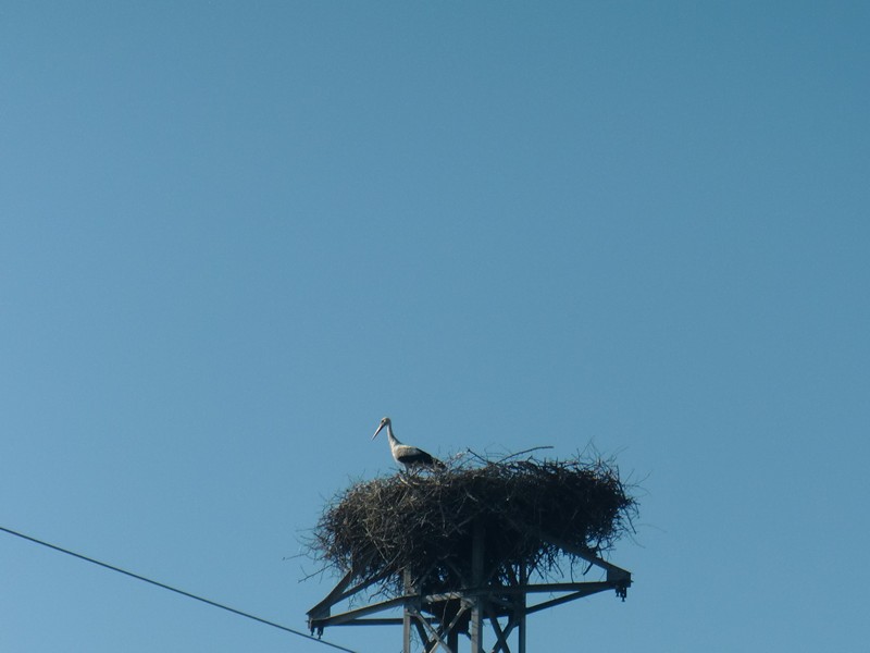 CIMG1334 Stork