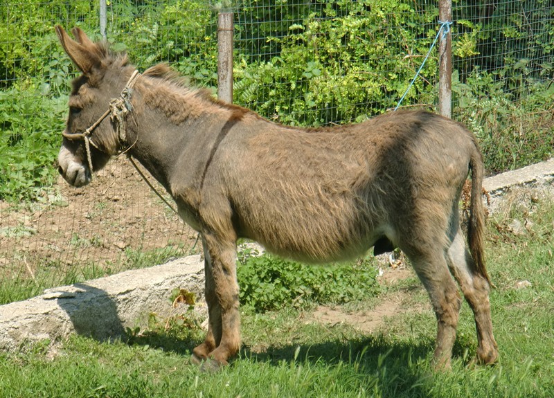 CIMG1365 Donkey