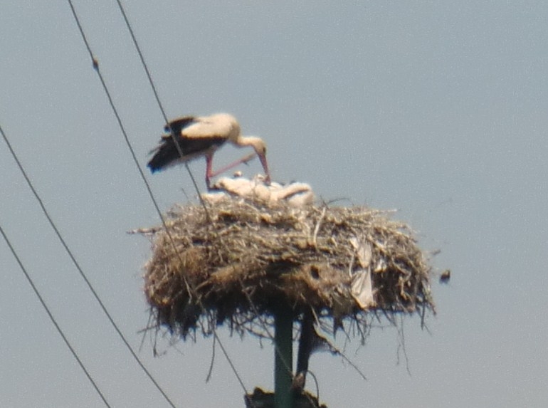 CIMG1373 baby storks in Lazurile1