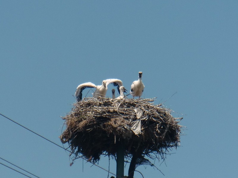 CIMG1379 baby storks in Lazurile