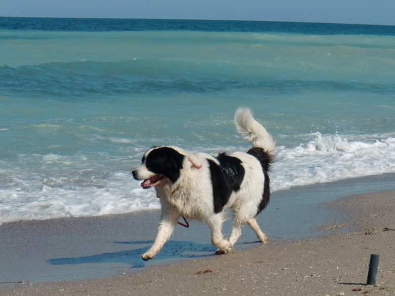 CIMG1463 Vama Veche Dog on Beach