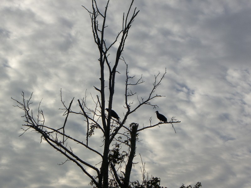 CIMG1524 Vultures on Lake Barkley