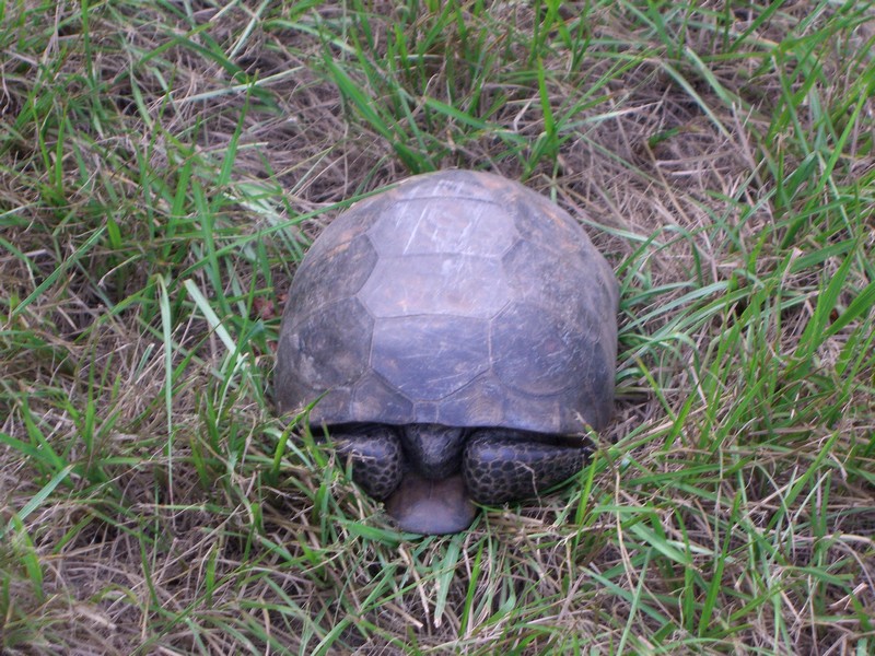 CIMG1732 Turtle
