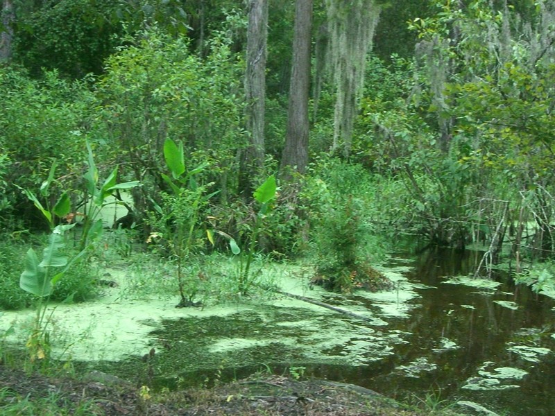 CIMG1827 Green Swamp