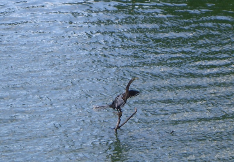 CIMG1836 Cormorant in Lakeland