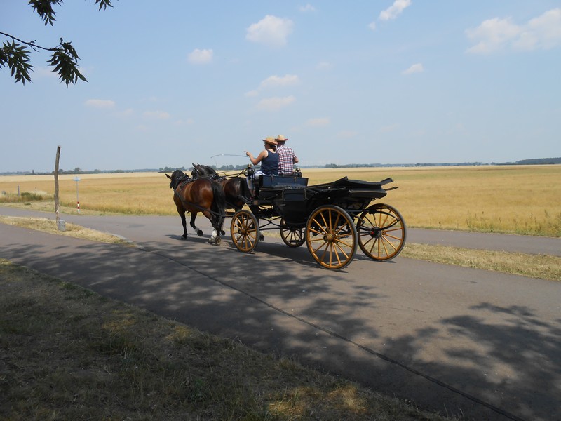 DSCN1466 Horse and buggy