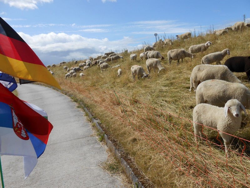 DSCN1527 Sheep blocking the trauk