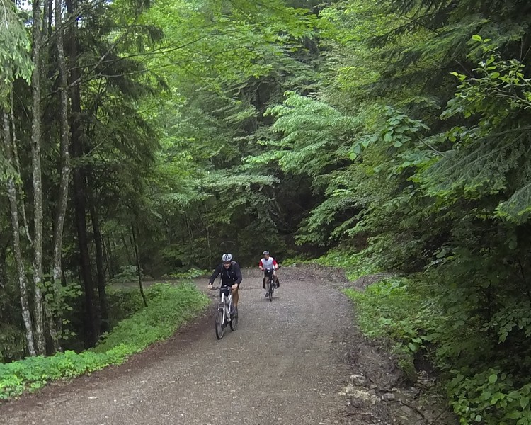 G0080599 Agapia Forest