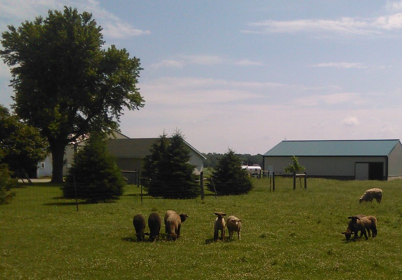 IMG_20150614_112845 sheep