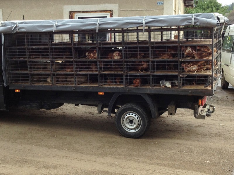 IMG_2836 Chicken Truck