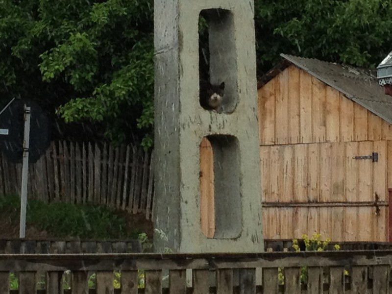 IMG_2839 Cat in Pole