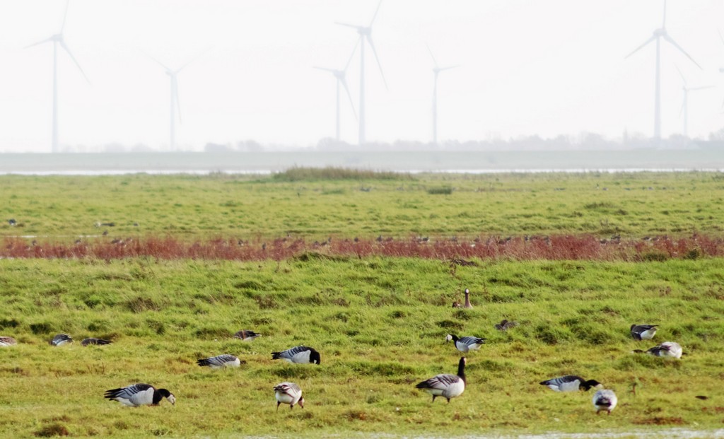 Nonneng�nse DSC00665