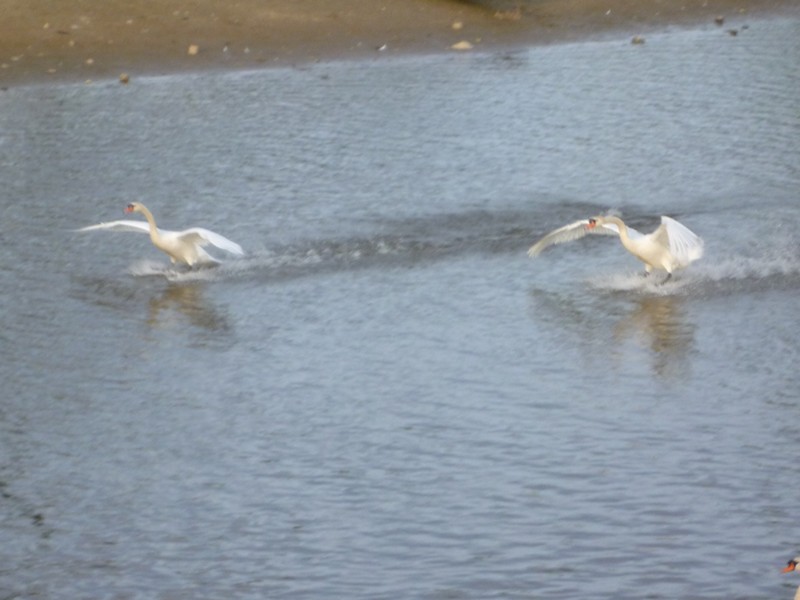 P1000384 Swans Landing