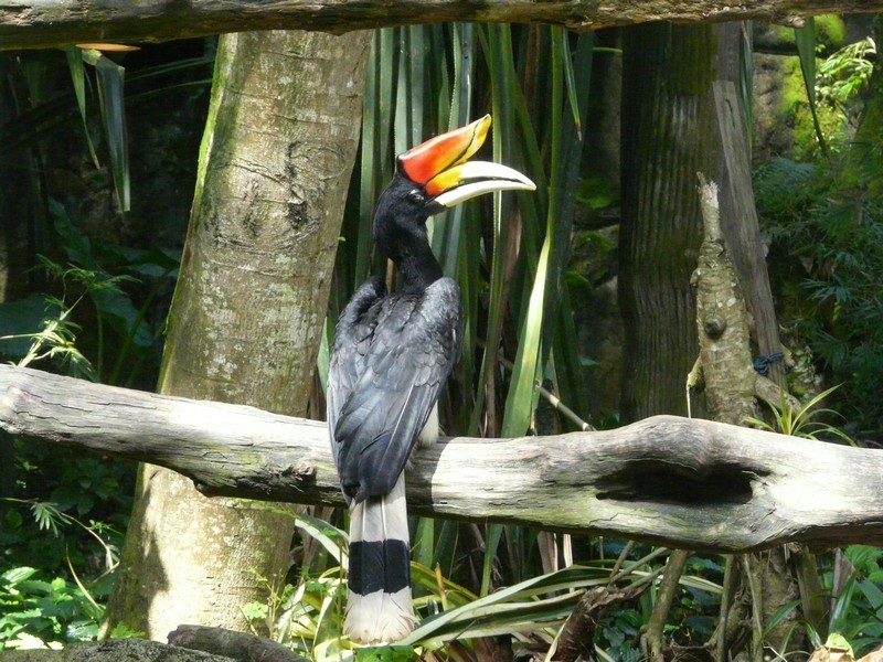 P1090413 Zoo bird paradise