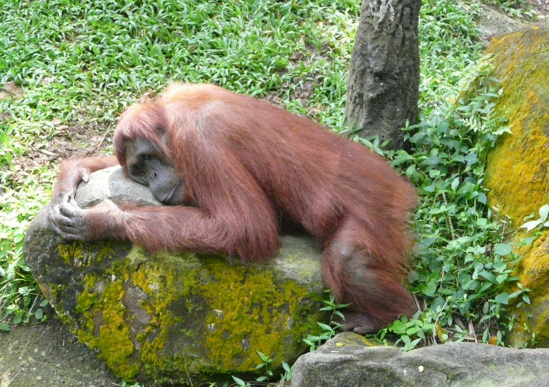 P1090431 Zoo orangutan
