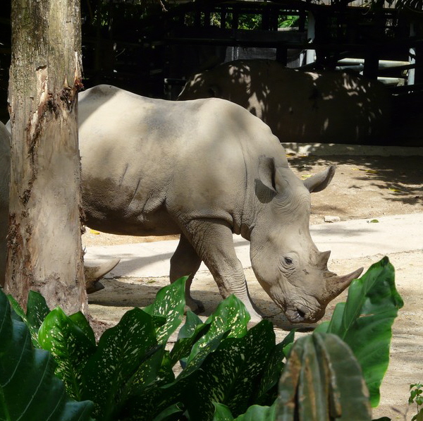 P1090440 Zoo rhino