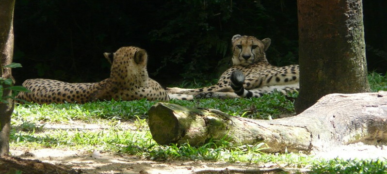 P1090447 Zoo leopard