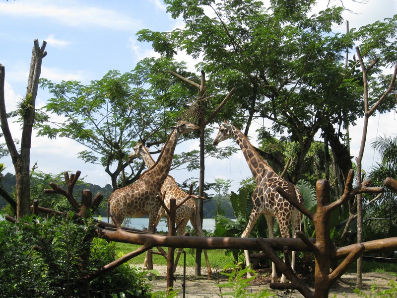 P1090452 IMG_1683 Zoo giraffe