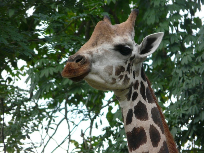 P1090455 Zoo giraffe