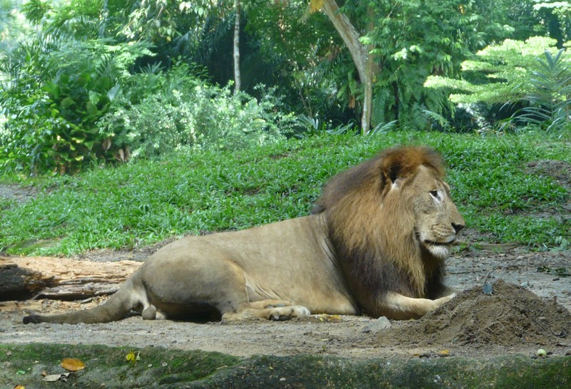 P1090465 Zoo lion