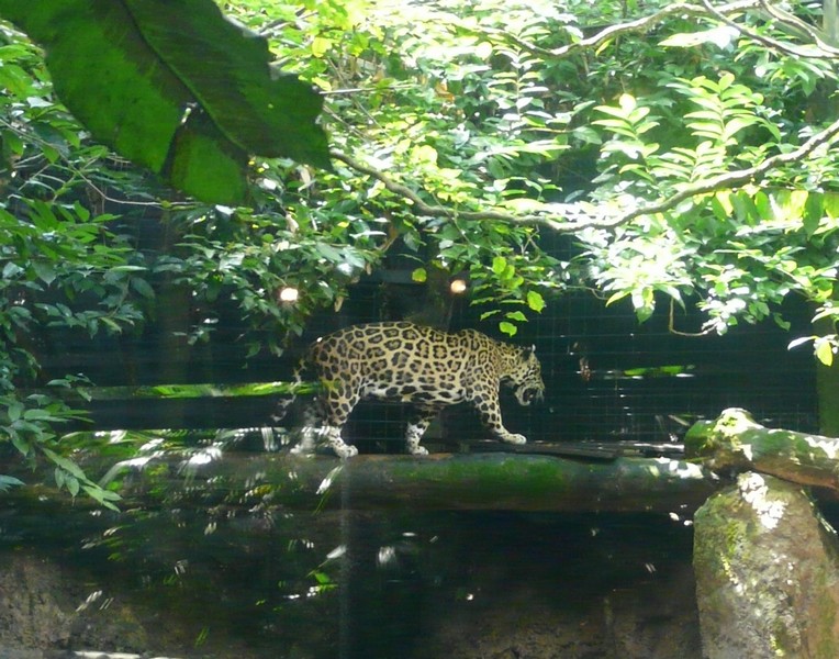 P1090471 Zoo jaguar