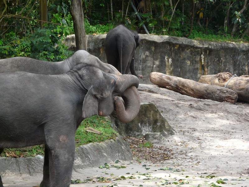 P1090507 Zoo elephants kissing