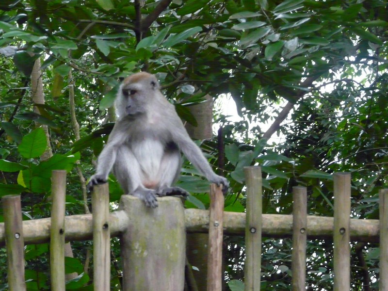 P1090513 Zoo Monkey