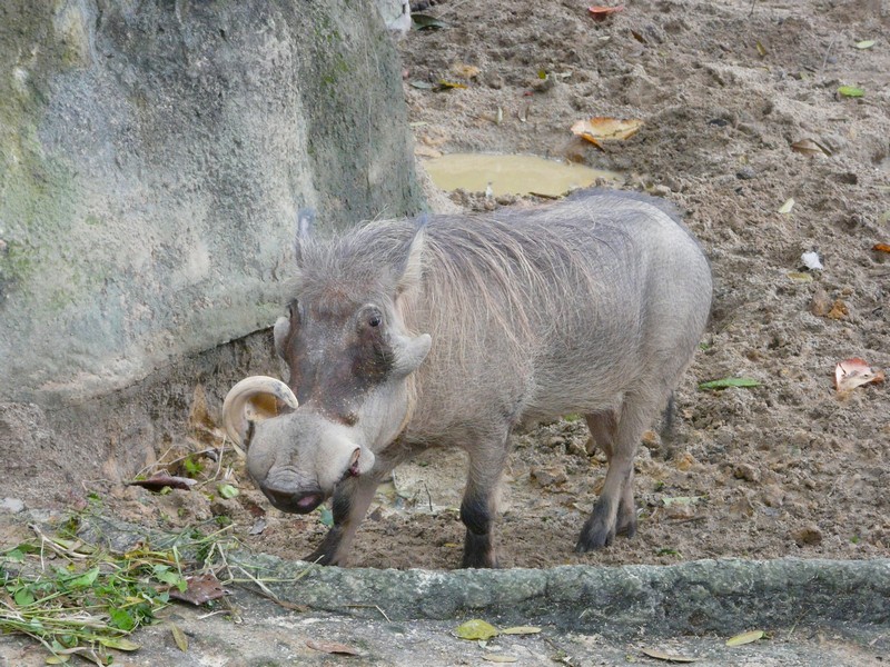P1090532 Zoo warthog