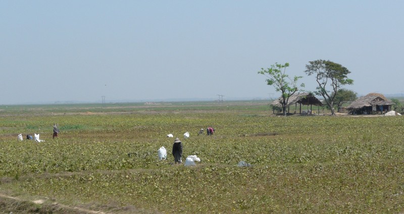 P1100009 Burmese working in the Fields
