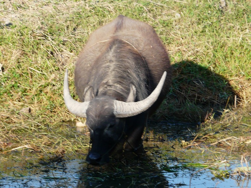 P1100604 Inle water buffalo