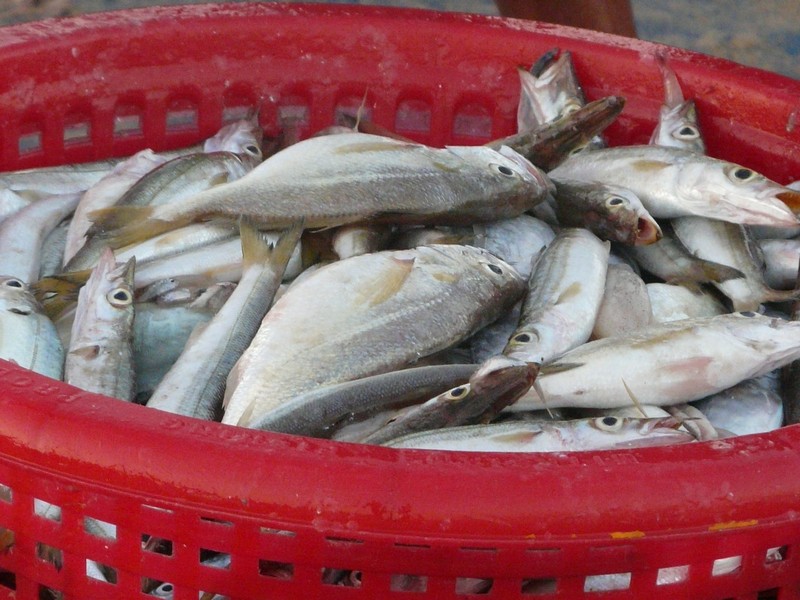 P1110043 Ngapali fish catch