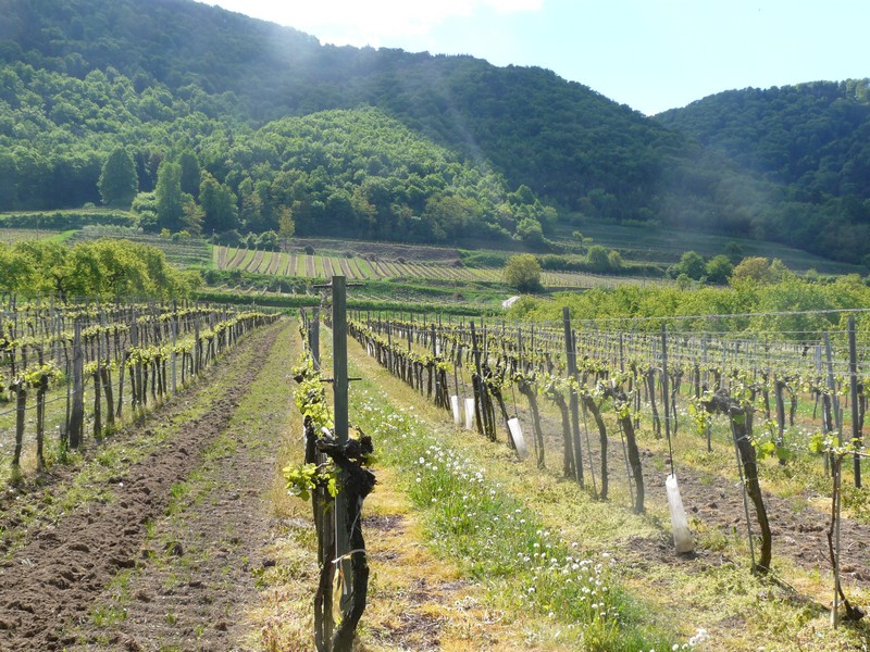 P1110437 Wachau near Vienna