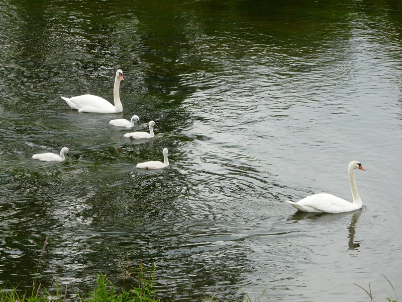 P1150597 Swans near Erbach Danube