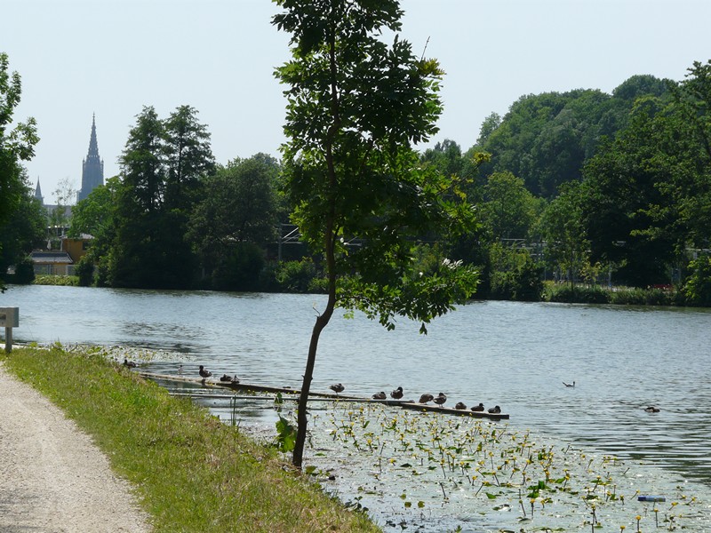 P1150619 Ducks Danube near Ulm