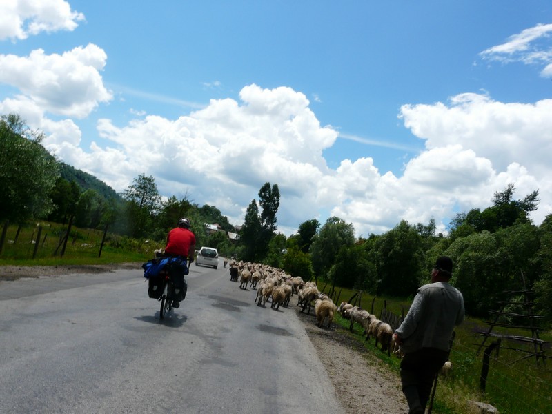 P1200531 Sheep on Road North of Pitesti