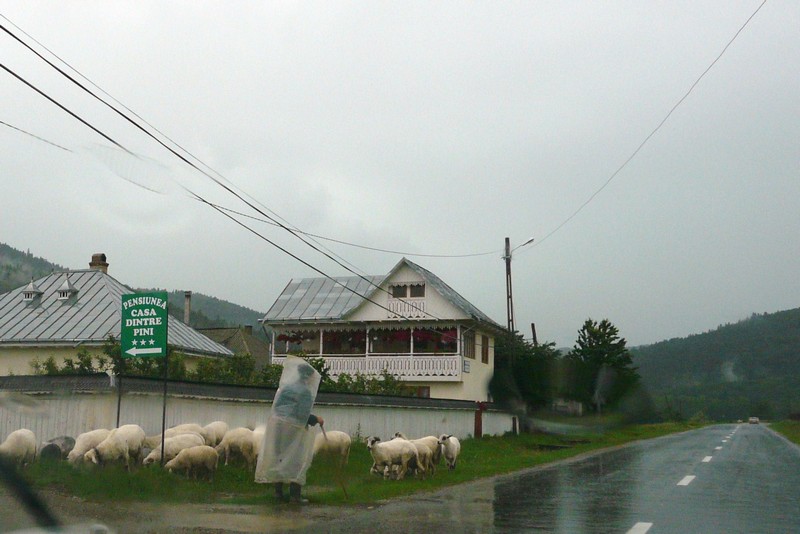 P1200612 Shepherd in Rain