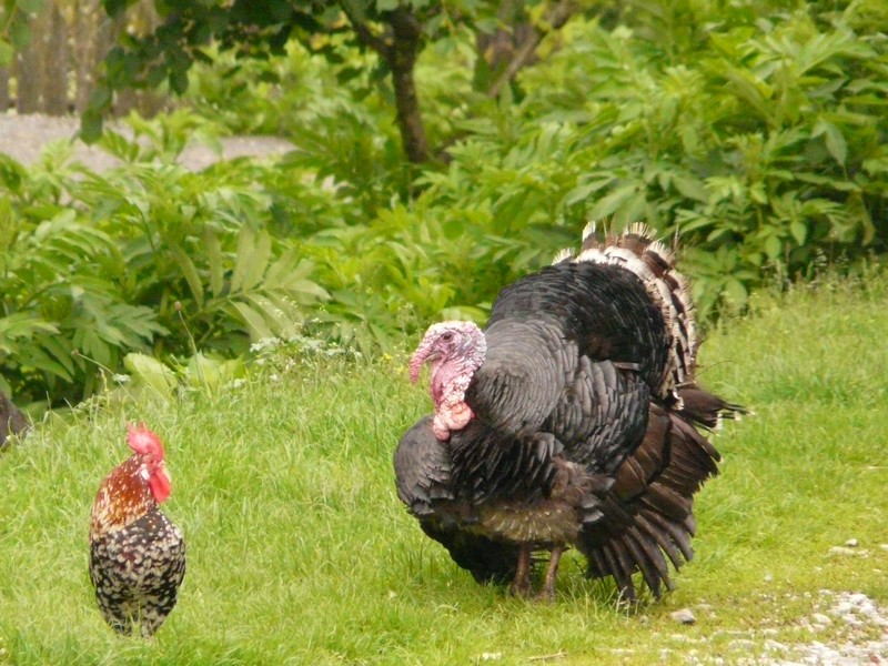 P1200619  Agapia Turkey