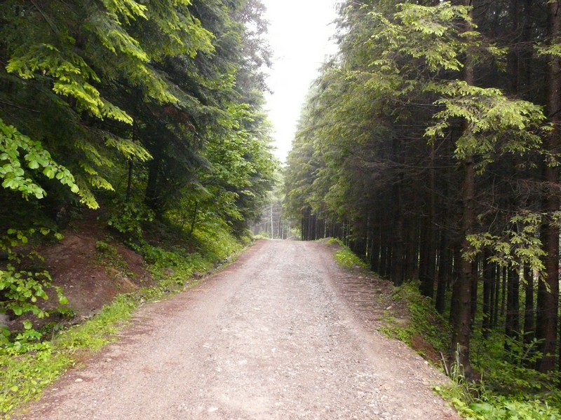 P1200624 Agapia Forest