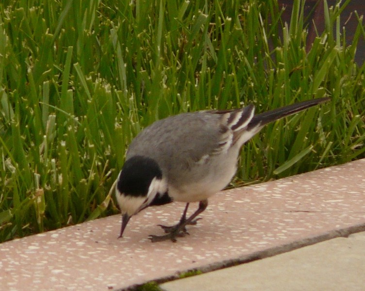 P1200632 Agapia Hotel