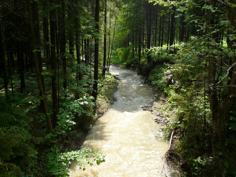 P1200646 Agapia Forest