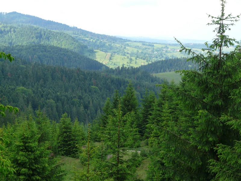 P1200853 Forest P1200853 Forest