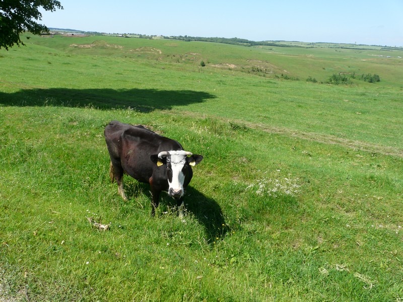 P1200995 near Marginea
