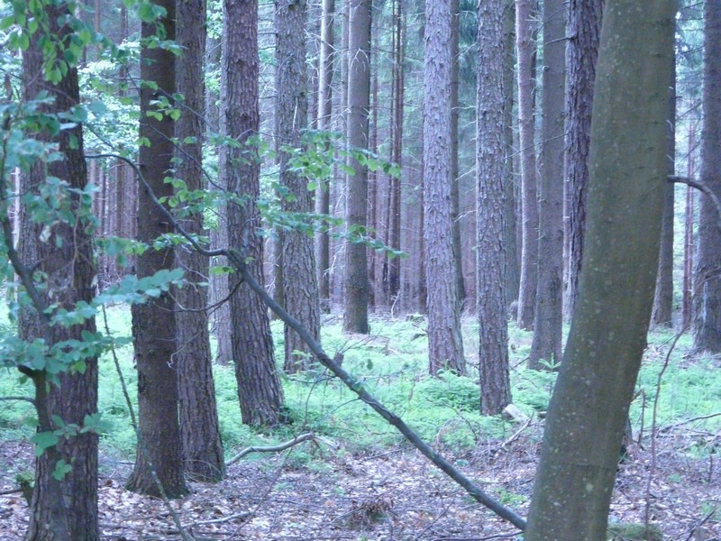 P1210182 B�ume an der Limes