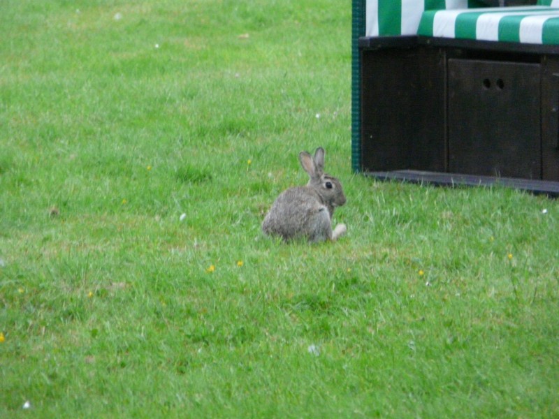 P1240212 Hase bei der Klinik