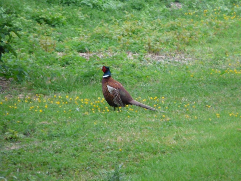 P1240215 Fasan bei der Klinik