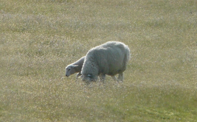 P1240294 Ellenbogen Schaf