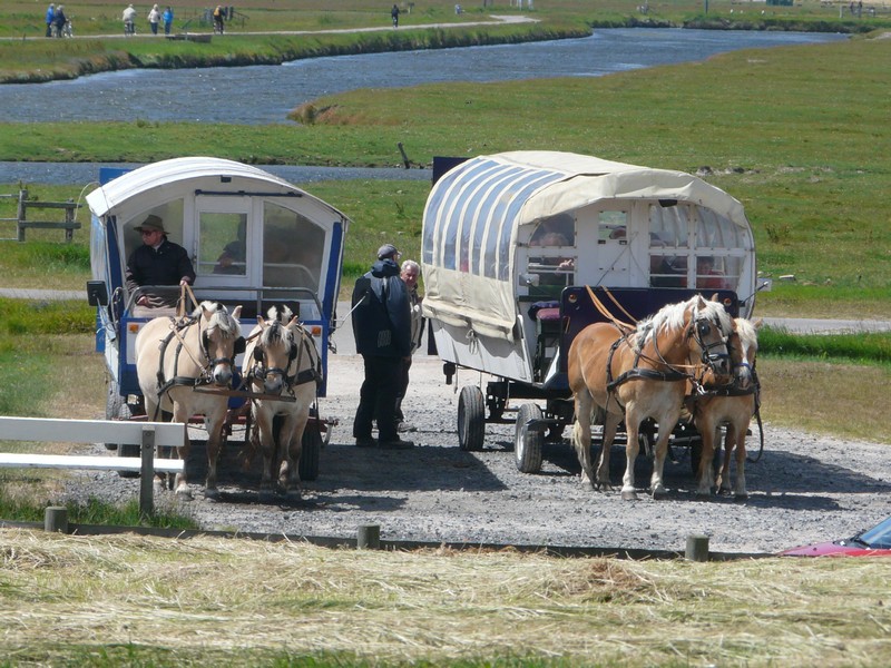 P1240691 Hallig Hooge Pferdekutsche