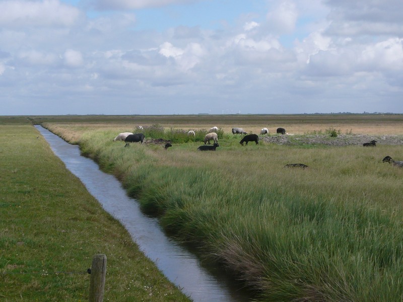 P1240710 Hallig Hooge Sheep